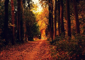 Nature: Team Liquid, and Alliance have finalized their Dota 2 rosters