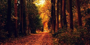 Nature: Team Liquid, and Alliance have finalized their Dota 2 rosters