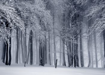 Nature: Team Liquid, and Alliance have finalized their Dota 2 rosters