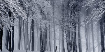 Nature: Team Liquid, and Alliance have finalized their Dota 2 rosters