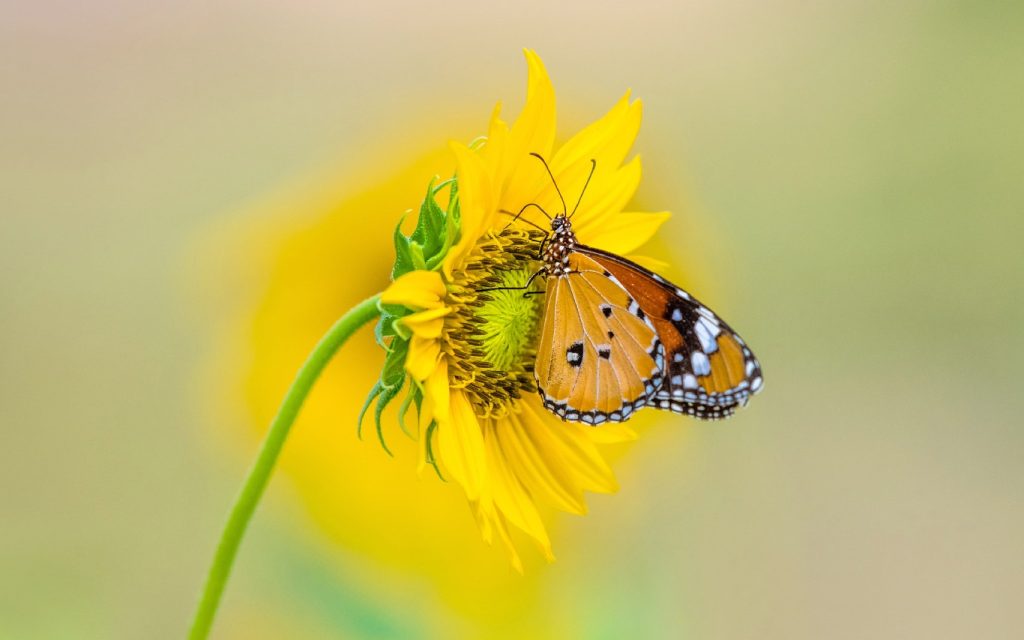 Nature- Top 10 Butterfly