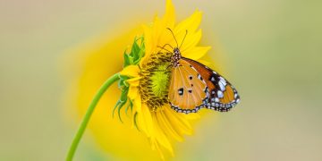 Nature- Top 10 Butterfly