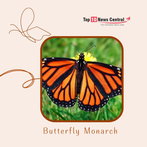 Top 10 Colorful Butterflies Butterfly Monarch