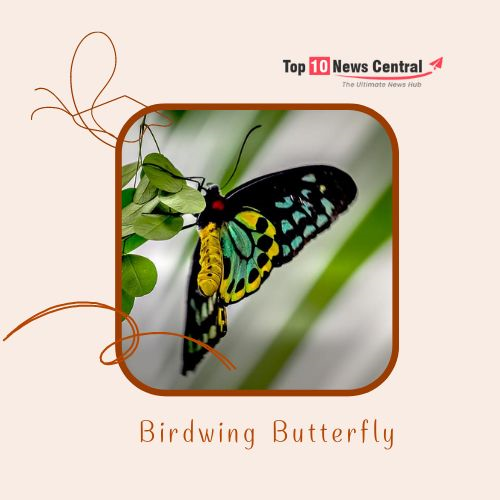 Top 10 Colorful Butterflies  Birdwing Butterfly