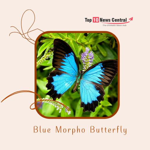 Top 10 Colorful Butterflies  Blue Morpho Butterfly