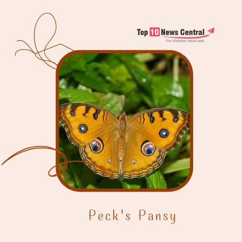 Top 10 Colorful Butterflies Peacock Pansy