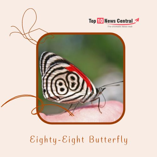 Top 10 Colorful Butterflies  88 butterfly)