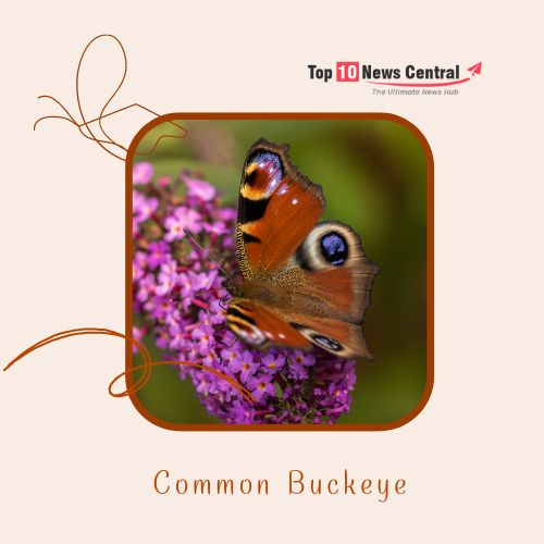 Top 10 Colorful Butterflies  Common Buckeye