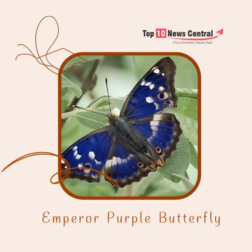 Top 10 Colorful Butterflies  Emperor Purple Butterfly