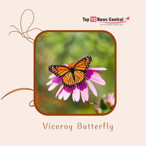 Viceroy Butterfly