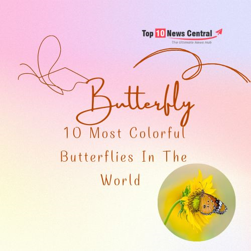 Top 10 Photogenic Butterflies 