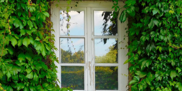 10 Beautiful Climber Plants For Home Garden